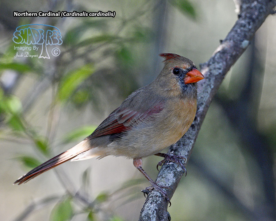 Northern Cardinal - Cardinalis cardinalis