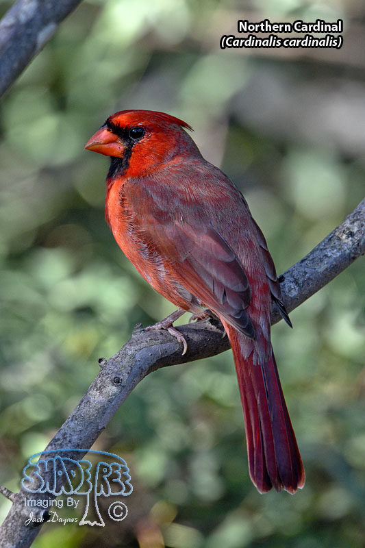Northern Cardinal - Cardinalis cardinalis