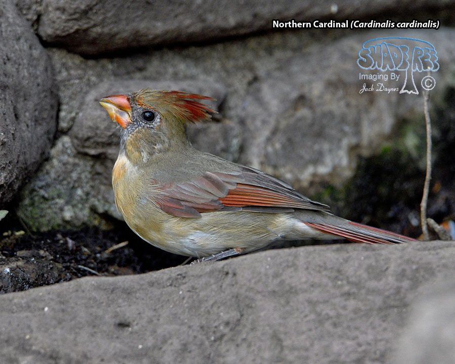 Northern Cardinal - Cardinalis cardinalis