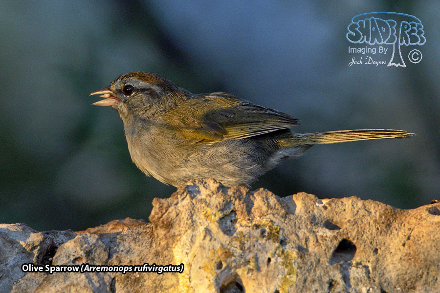 Olive Sparrow - Arremonops rufivirgatus
