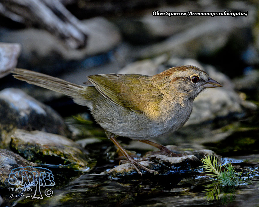 Olive Sparrow - Arremonops rufivirgatus