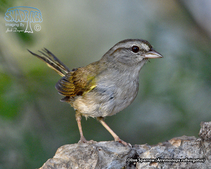 Olive Sparrow - Arremonops rufivirgatus