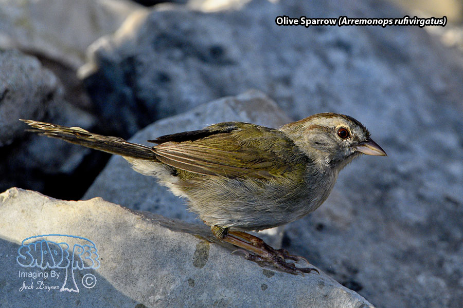 Olive Sparrow - Arremonops rufivirgatus