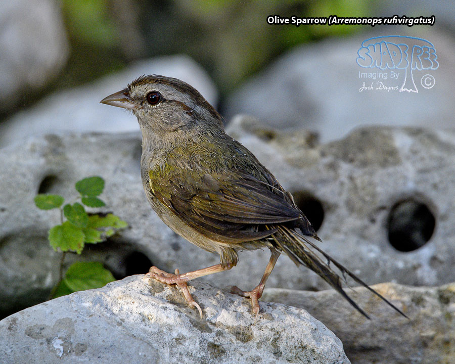 Olive Sparrow - Arremonops rufivirgatus