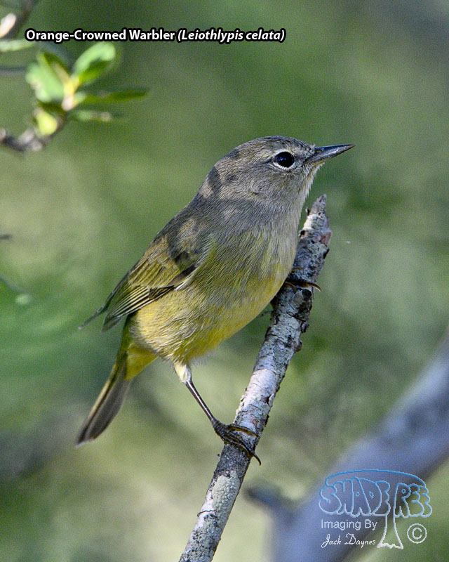 Orange-Crowned Warbler - Leiothlypis celata