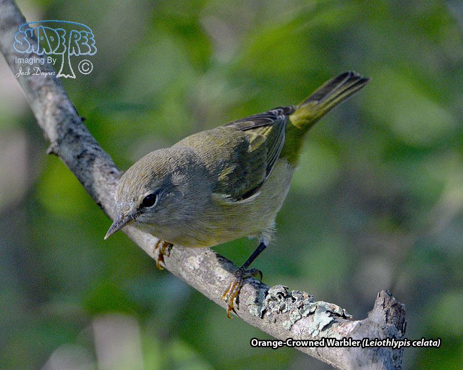 Orange-Crowned Warbler - Leiothlypis celata