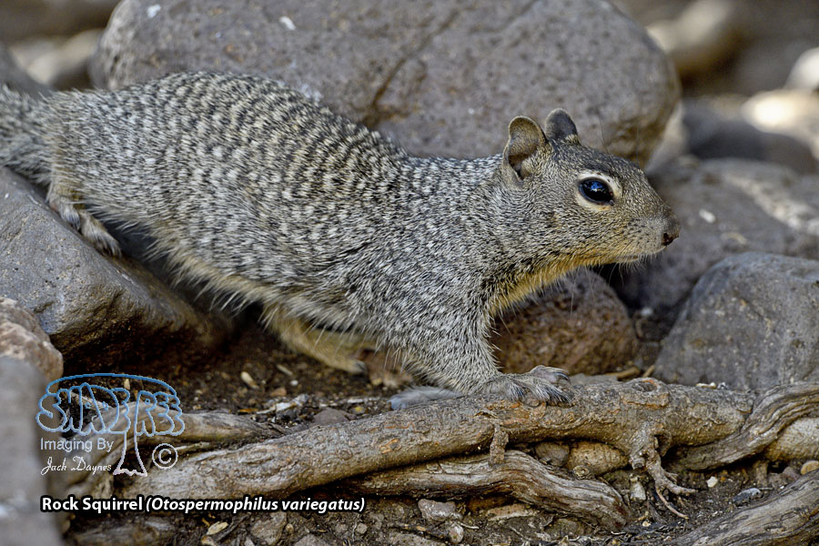 Rock Squirrel - Otospermophilus variegatus