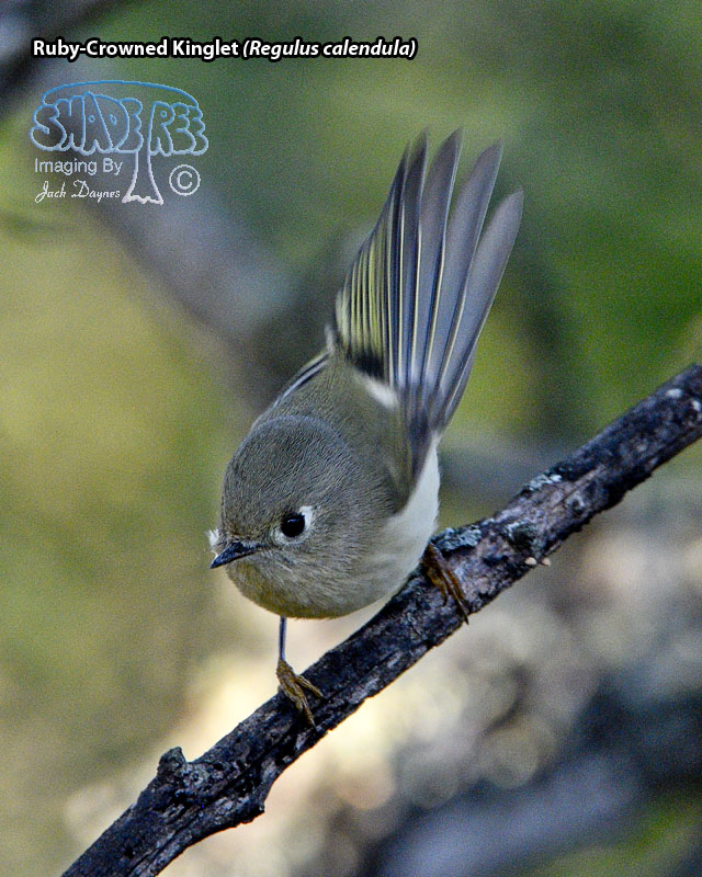 Ruby-Crowned Kinglet - Regulus calendula