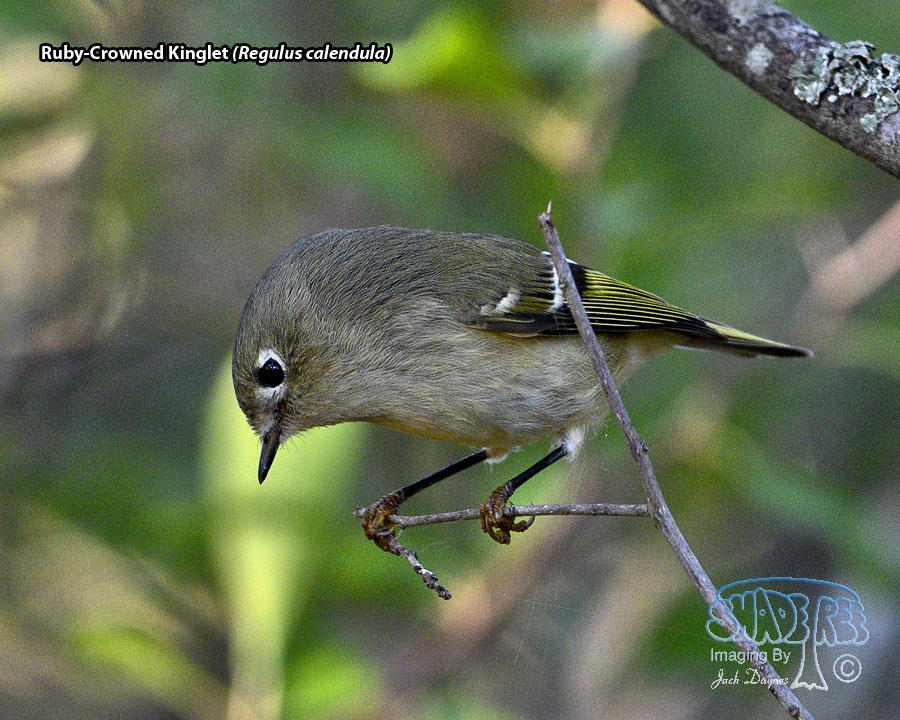 Ruby-Crowned Kinglet - Regulus calendula