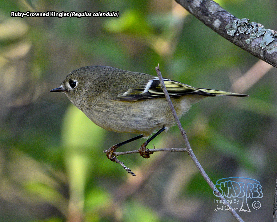 Ruby-Crowned Kinglet - Regulus calendula