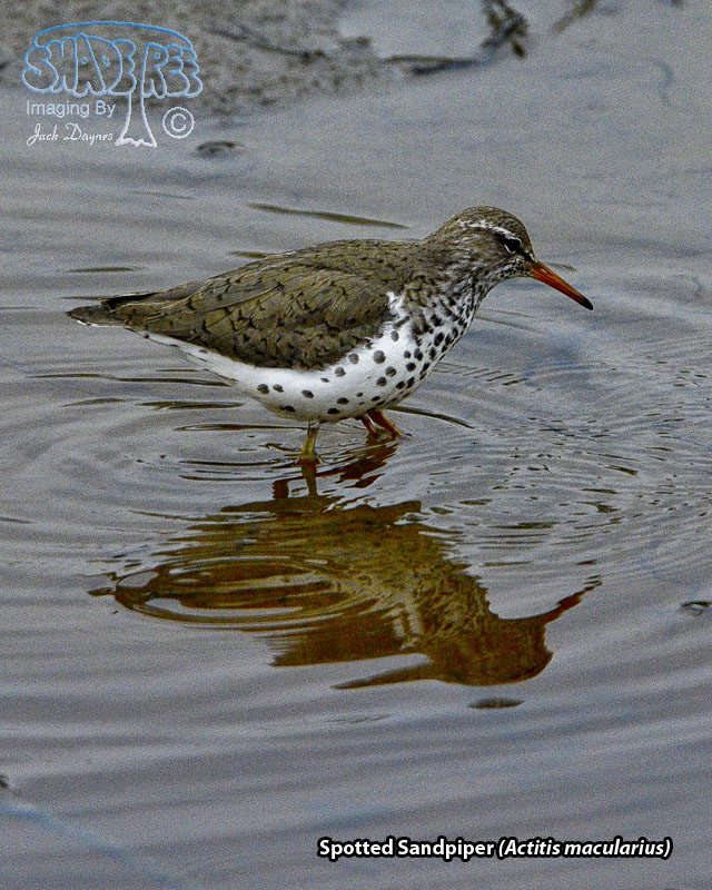 Spotted Sandpiper - Actitis macularius
