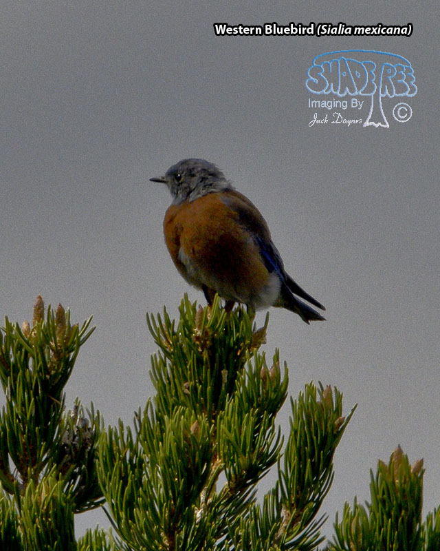 Western Bluebird - Sialia mexicana