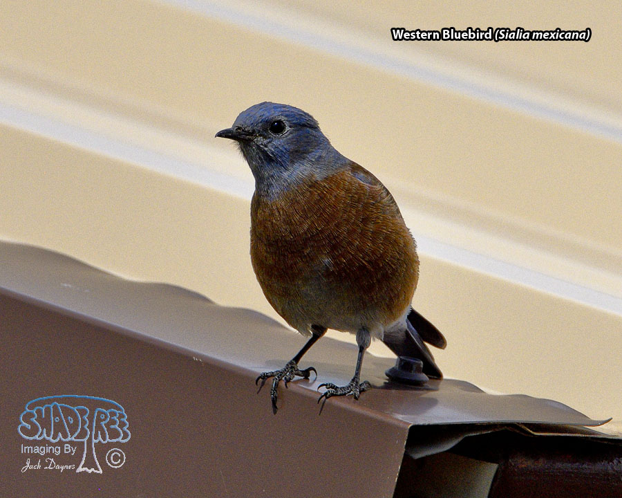 Western Bluebird - Sialia mexicana