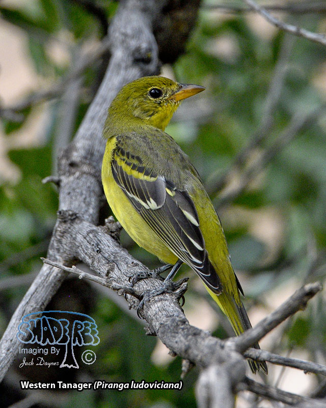 Western Tanager - Piranga ludoviciana