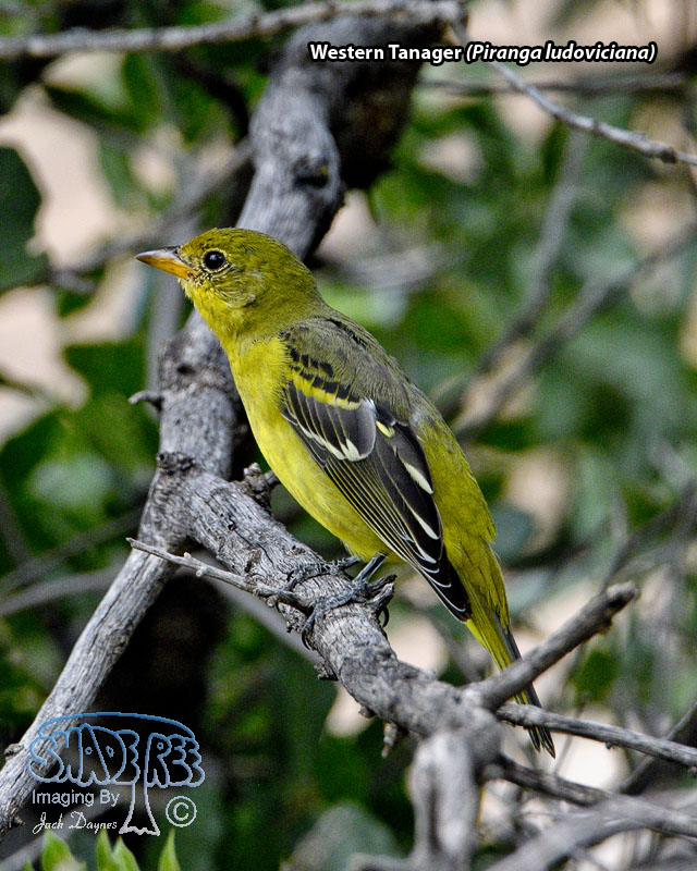 Western Tanager - Piranga ludoviciana