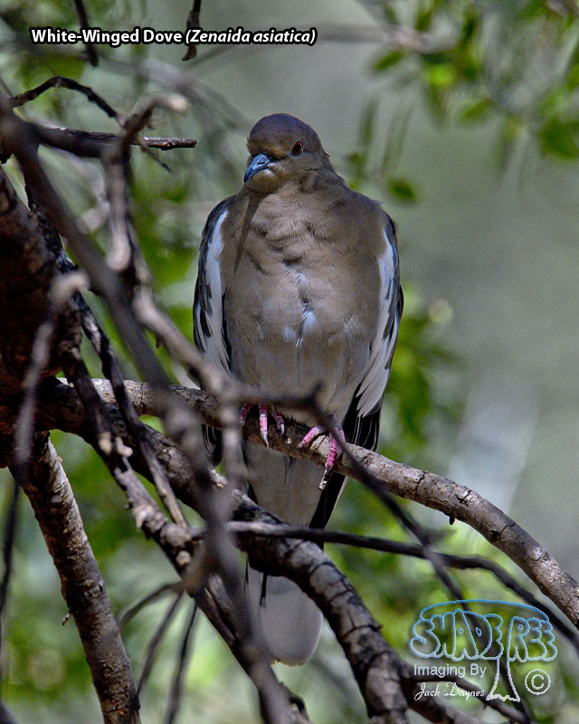 White-Winged Dove - Zenaida asiatica