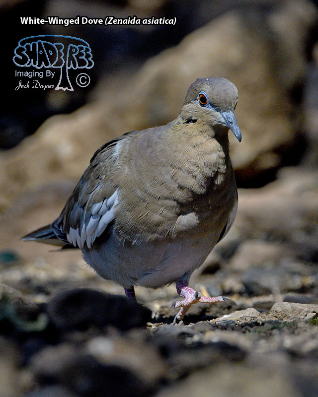White-Winged Dove - Zenaida asiatica