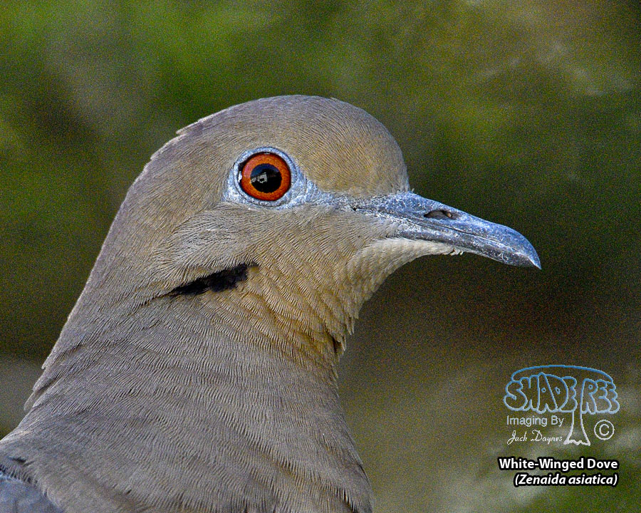 White-Winged Dove - Zenaida asiatica