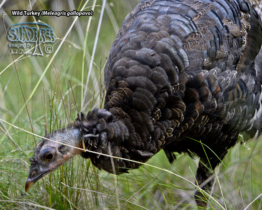 Wild Turkey - Meleagris gallopavo