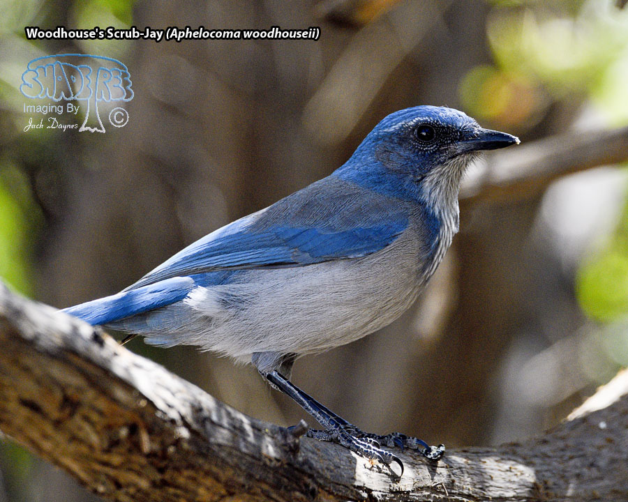 Woodhouse's Scrub-Jay - Aphelocoma woodhouseii