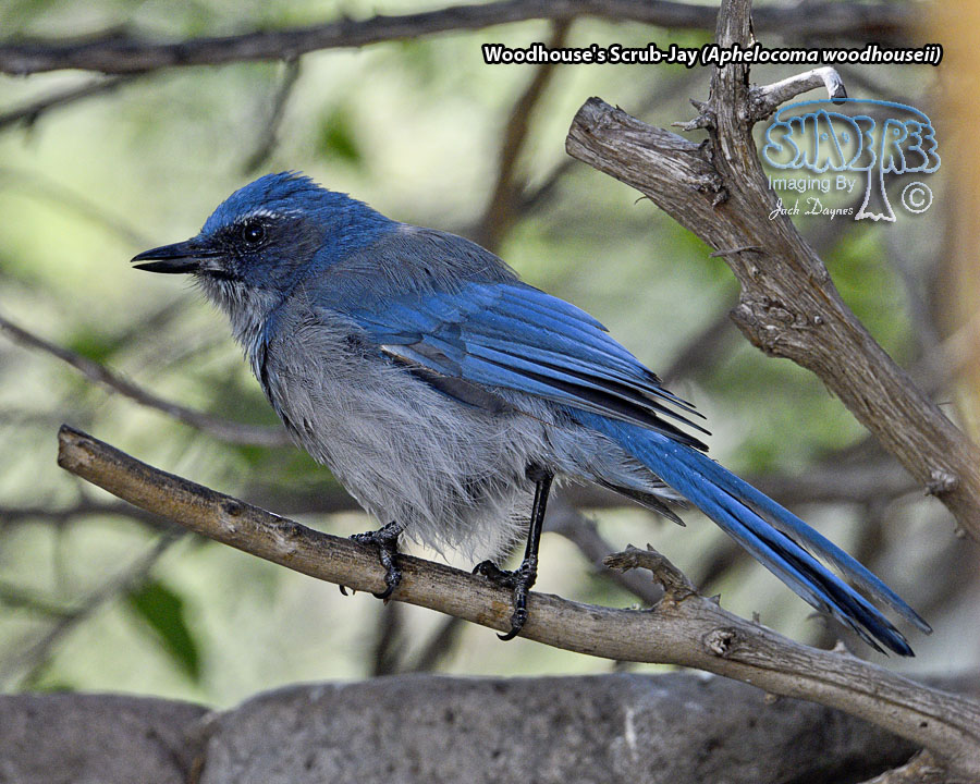 Woodhouse's Scrub-Jay - Aphelocoma woodhouseii