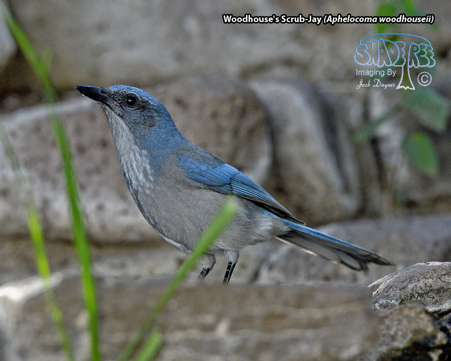 Woodhouse's Scrub-Jay - Aphelocoma woodhouseii