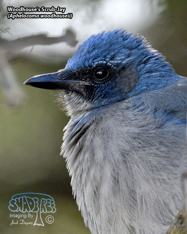 Woodhouse's Scrub-Jay - Aphelocoma woodhouseii