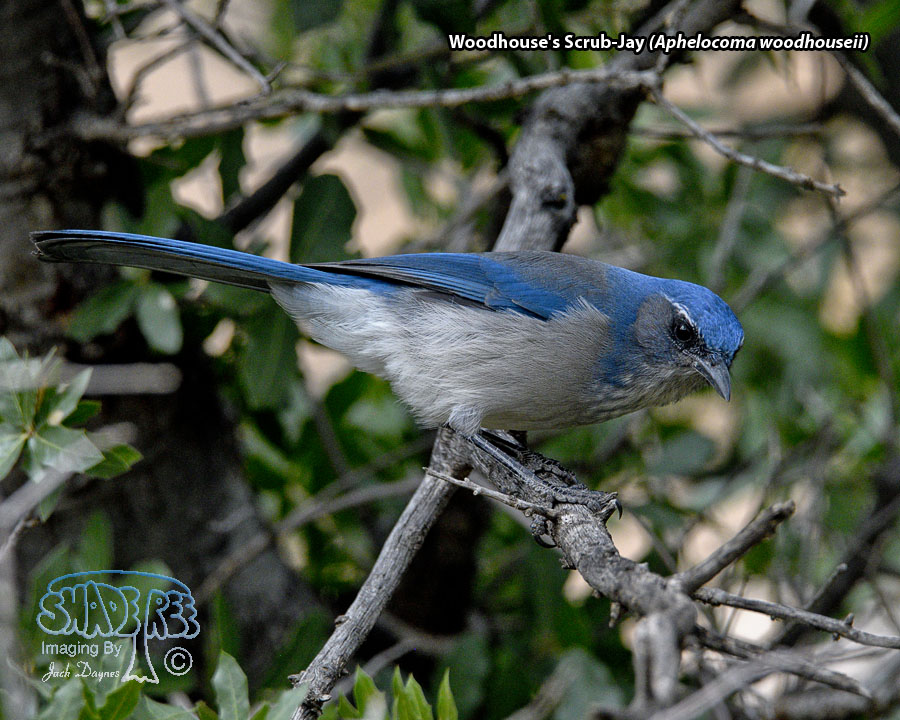 Woodhouse's Scrub-Jay - Aphelocoma woodhouseii