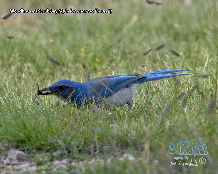 Woodhouse's Scrub-Jay - Aphelocoma woodhouseii