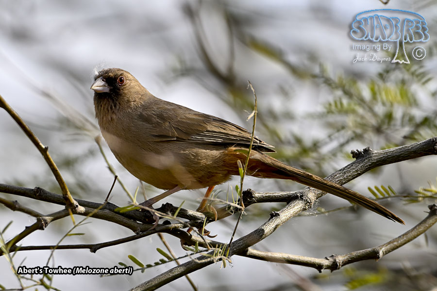 Abert's Towhee - Melozone aberti