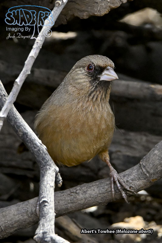 Abert's Towhee - Melozone aberti