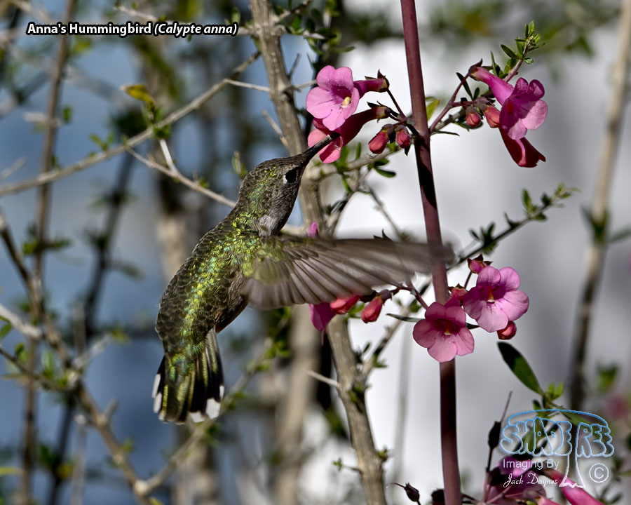 Anna's Hummingbird - Calypte anna