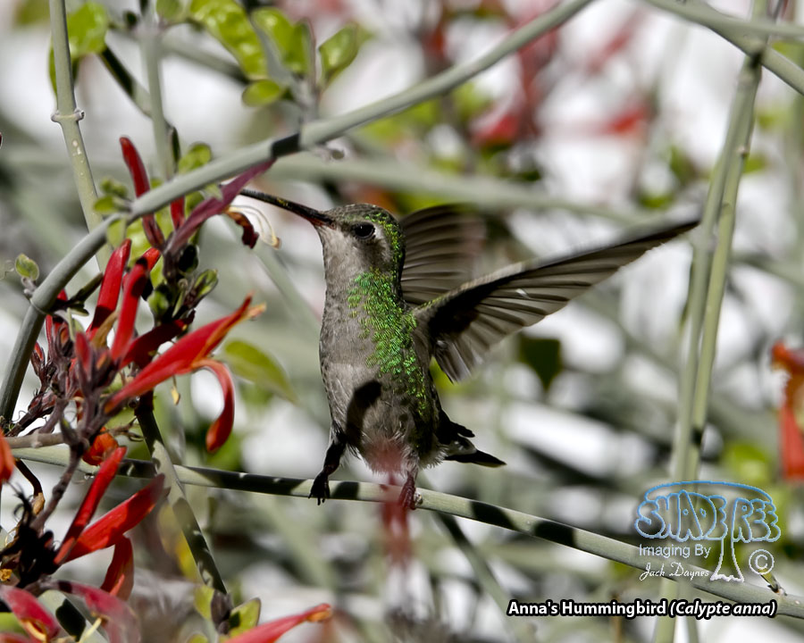 Anna's Hummingbird - Calypte anna