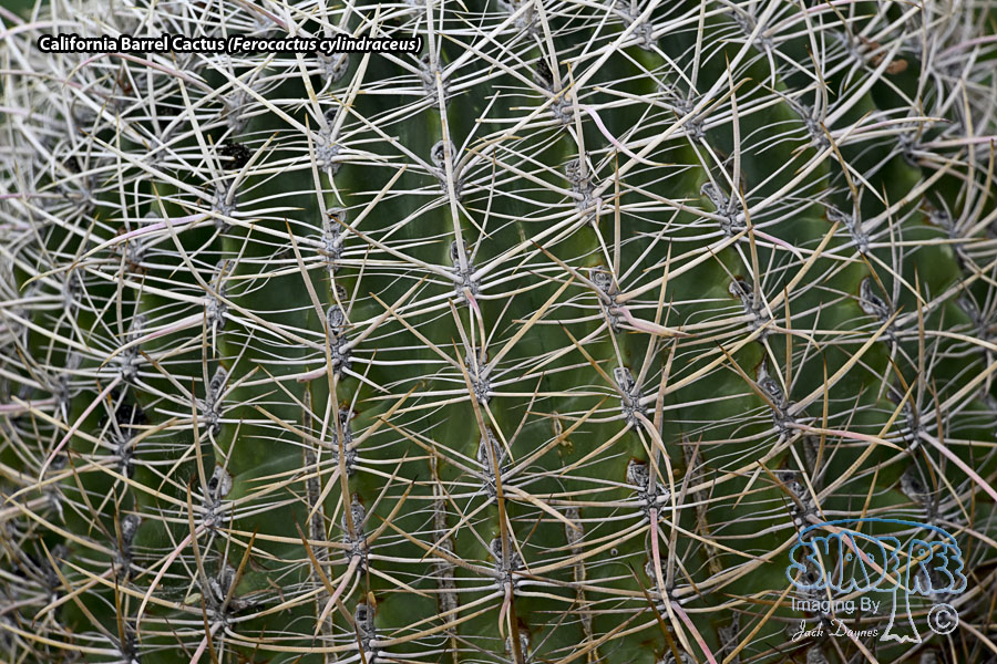 California Barrel Cactus - Ferocactus cylindraceus