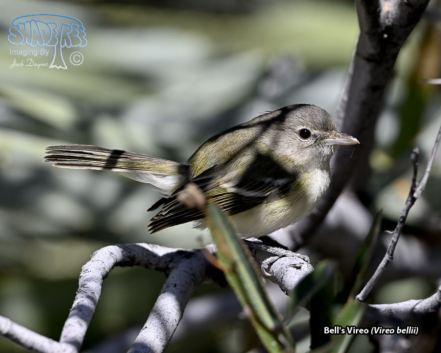 Bell's Vireo - Vireo bellii