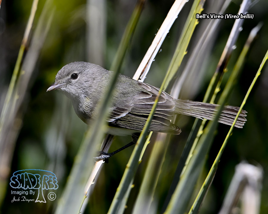 Bell's Vireo - Vireo bellii