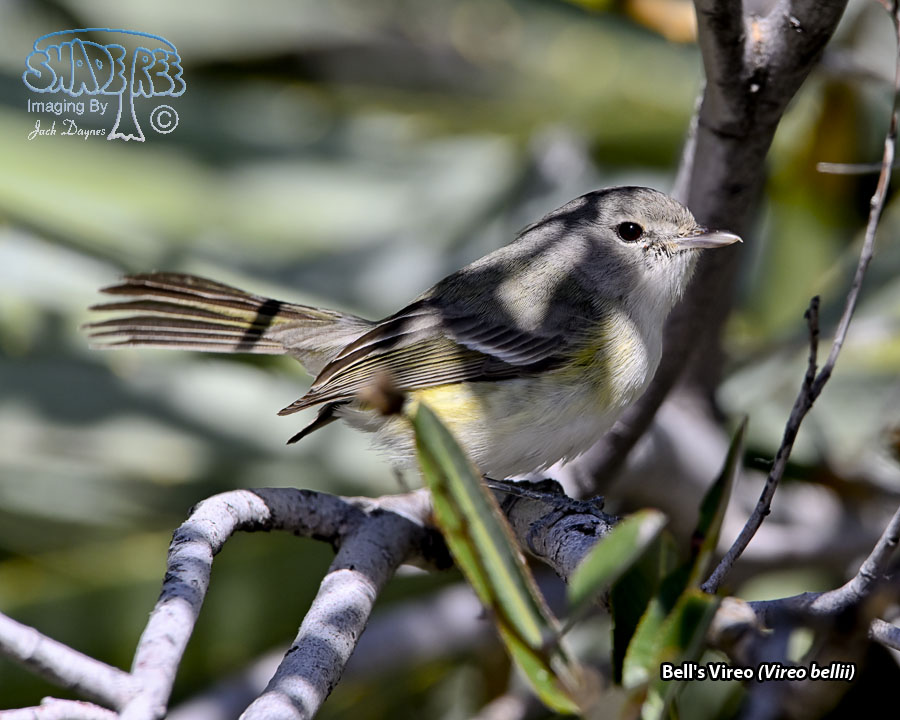 Bell's Vireo - Vireo bellii