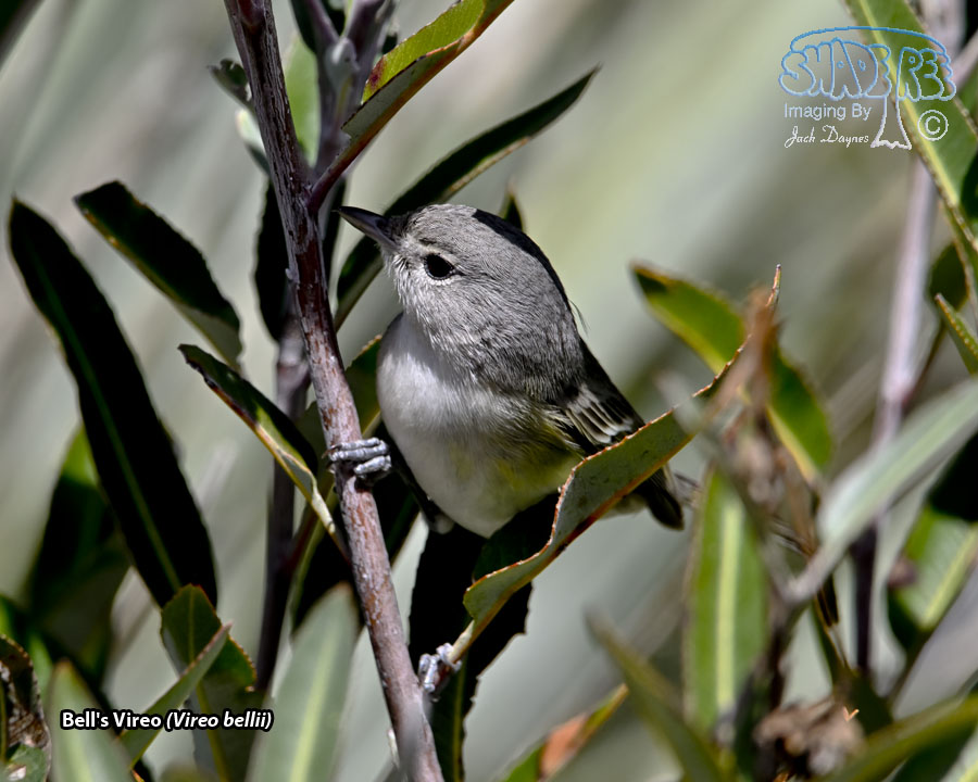 Bell's Vireo - Vireo bellii