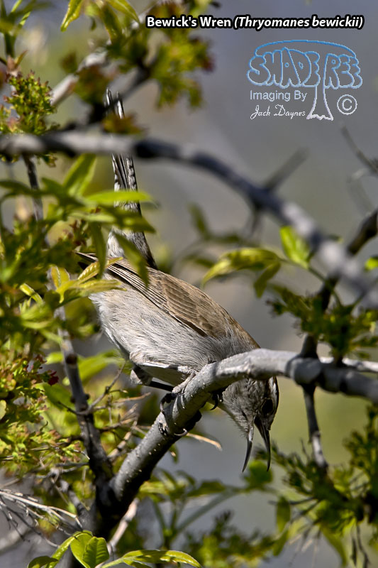 Bewick's Wren - Thryomanes bewickii