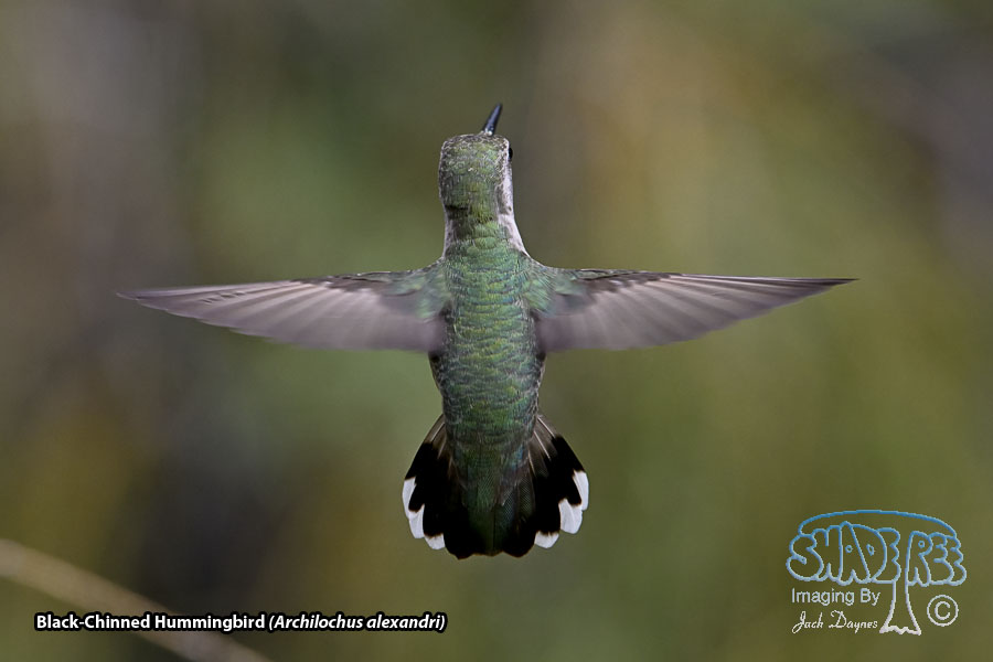 Black-Chinned Hummingbird - Archilochus alexandri