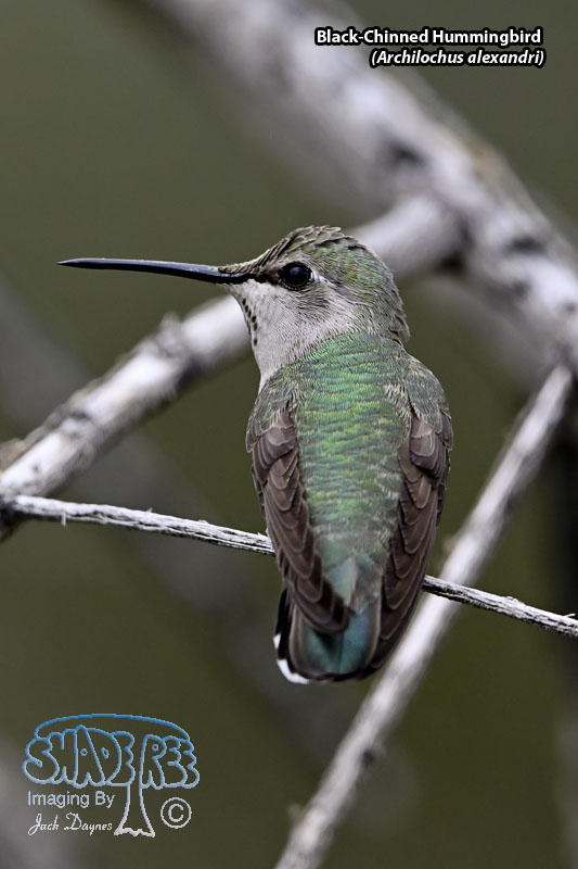 Black-Chinned Hummingbird - Archilochus alexandri