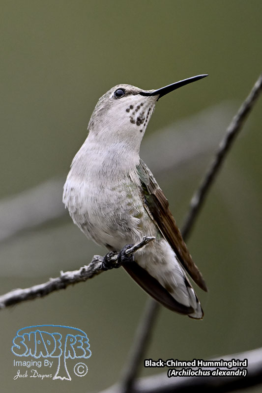 Black-Chinned Hummingbird - Archilochus alexandri