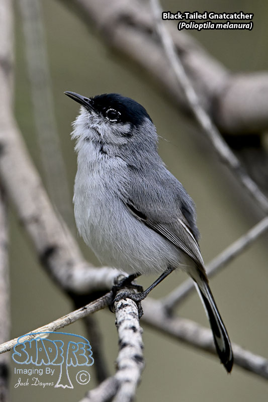 Black-Tailed Gnatcatcher - Polioptila melanura
