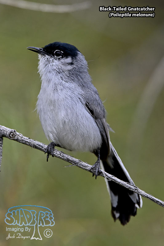 Black-Tailed Gnatcatcher - Polioptila melanura