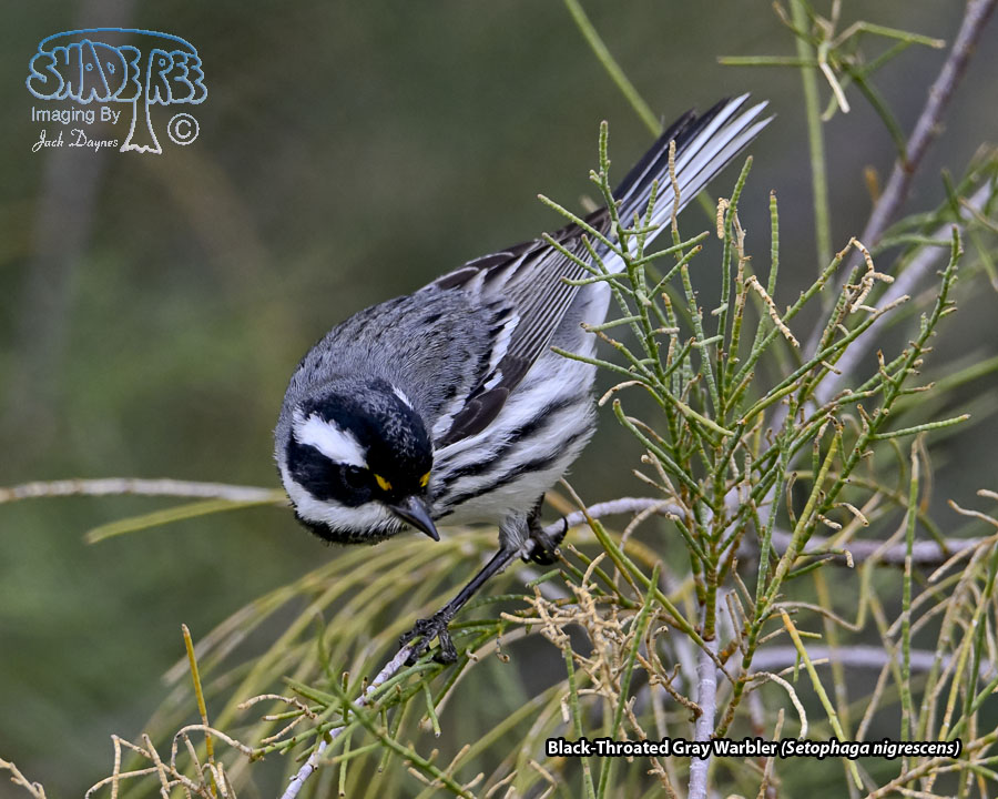 Black-Throated Gray Warbler - Setophaga nigrescens