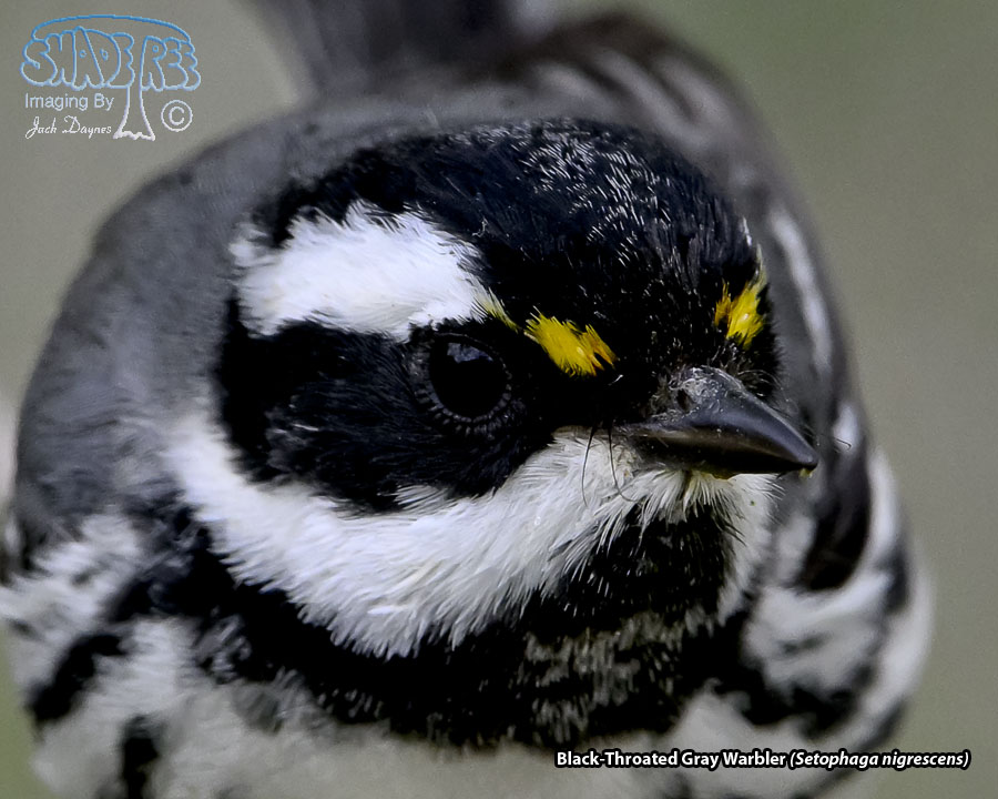Black-Throated Gray Warbler - Setophaga nigrescens