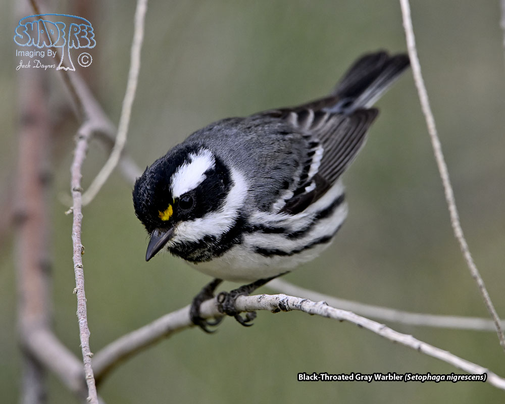 Black-Throated Gray Warbler - Setophaga nigrescens