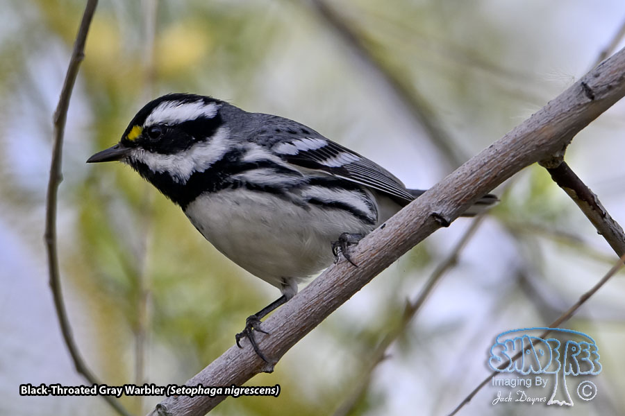 Black-Throated Gray Warbler - Setophaga nigrescens