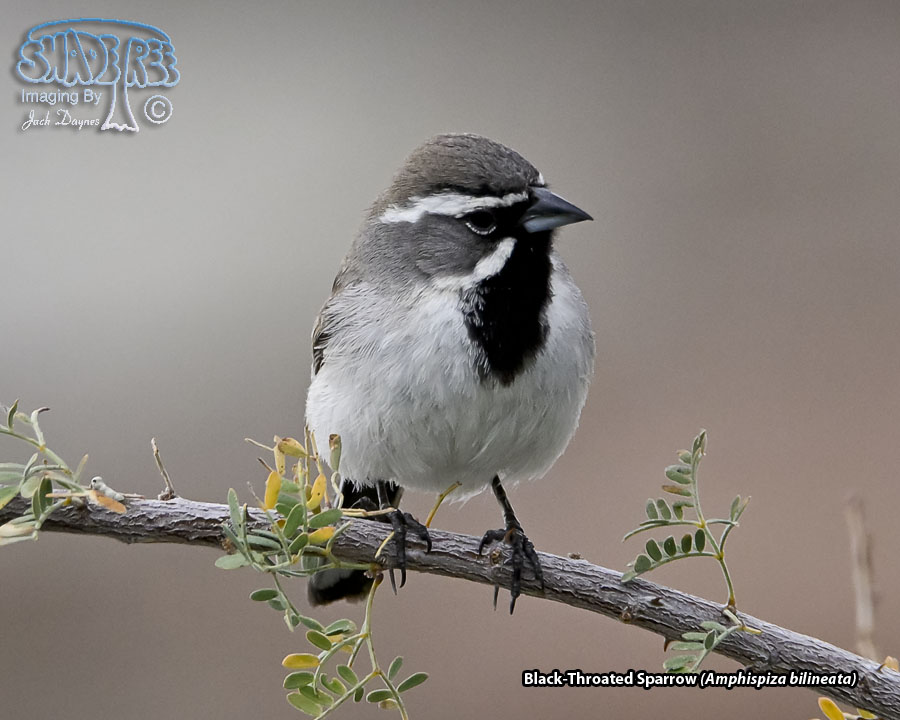 Black-Throated Sparrow - Amphispiza bilineata