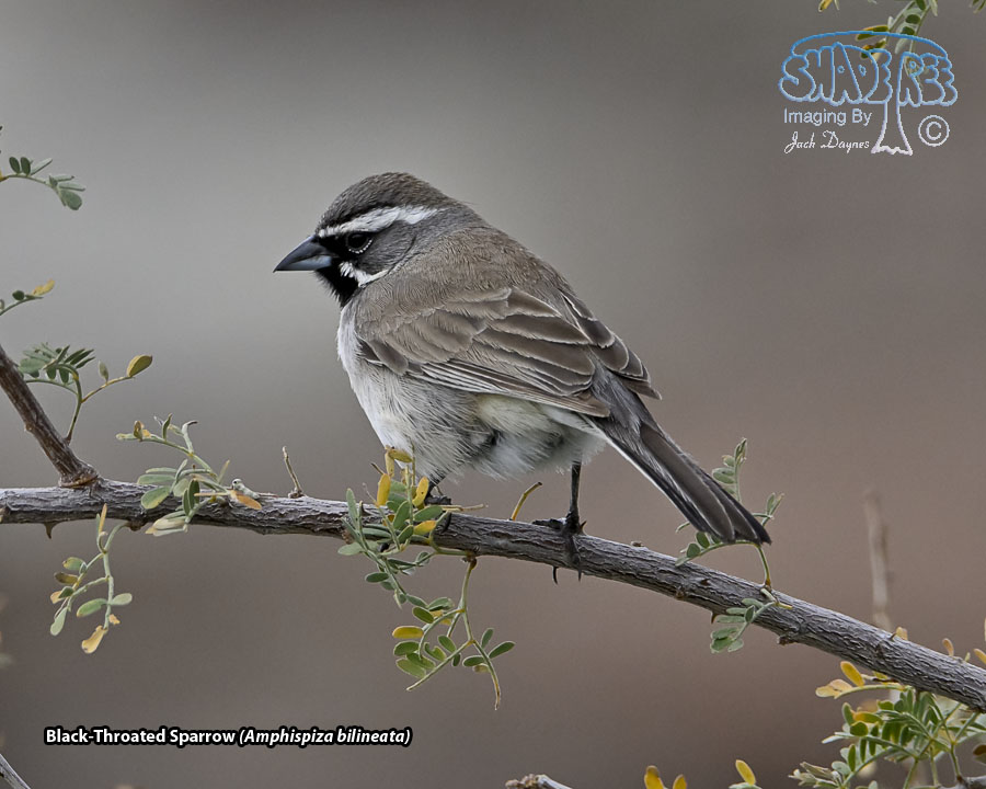 Black-Throated Sparrow - Amphispiza bilineata